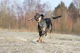 CATAHOULA 018